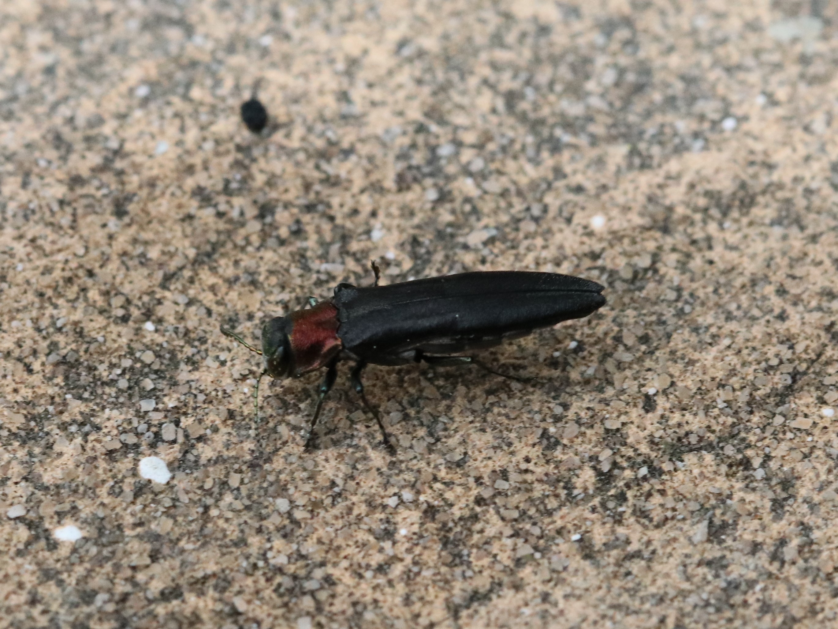 ベンチ上のムネアカナガタマムシ